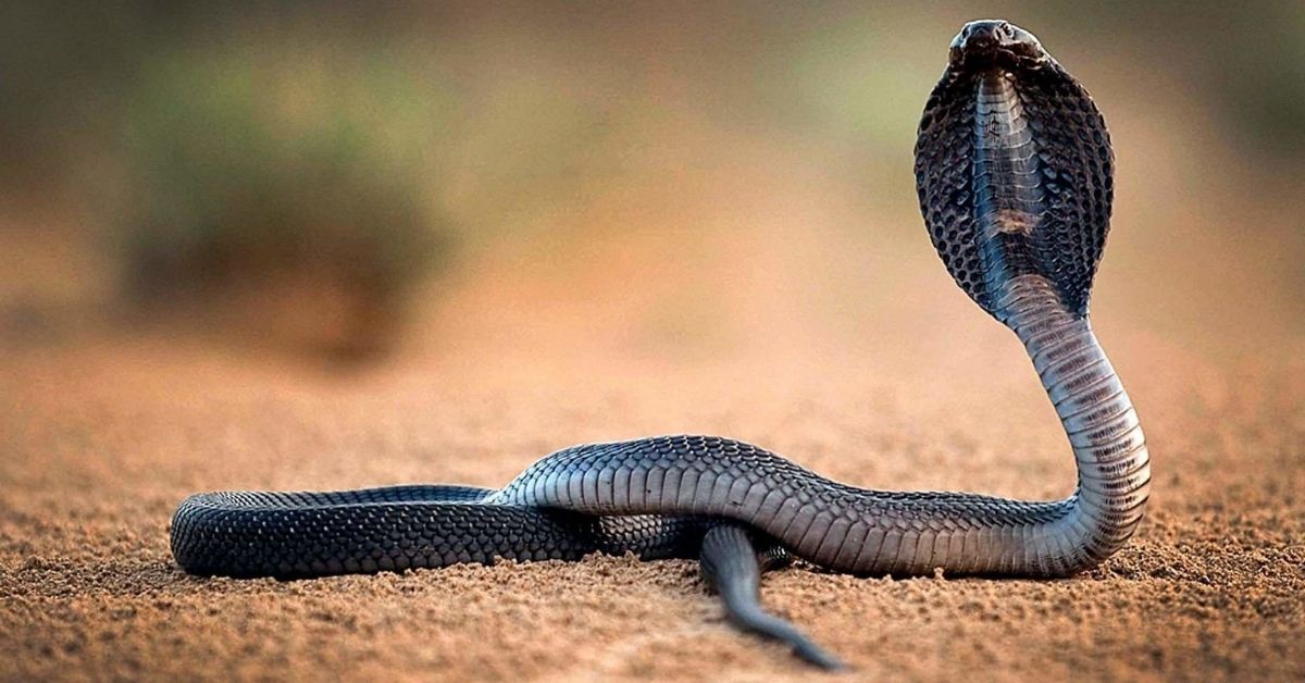 Rüyada Yılan Görmek Psikolojik Yorumu